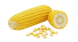 Zea mays