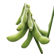 Soybeans