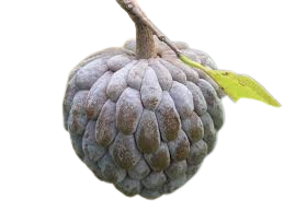 Sugar Custard Apple