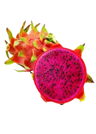 Hylocereus Polyrhizus