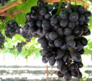 Black Muscat