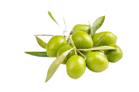 Ceylon Olive