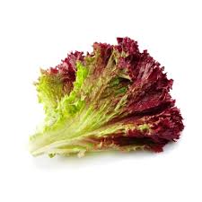 Red Lettuce