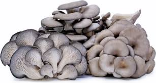 Oyster Mushroom