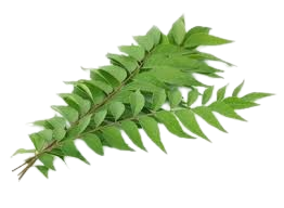 Curry Leaves