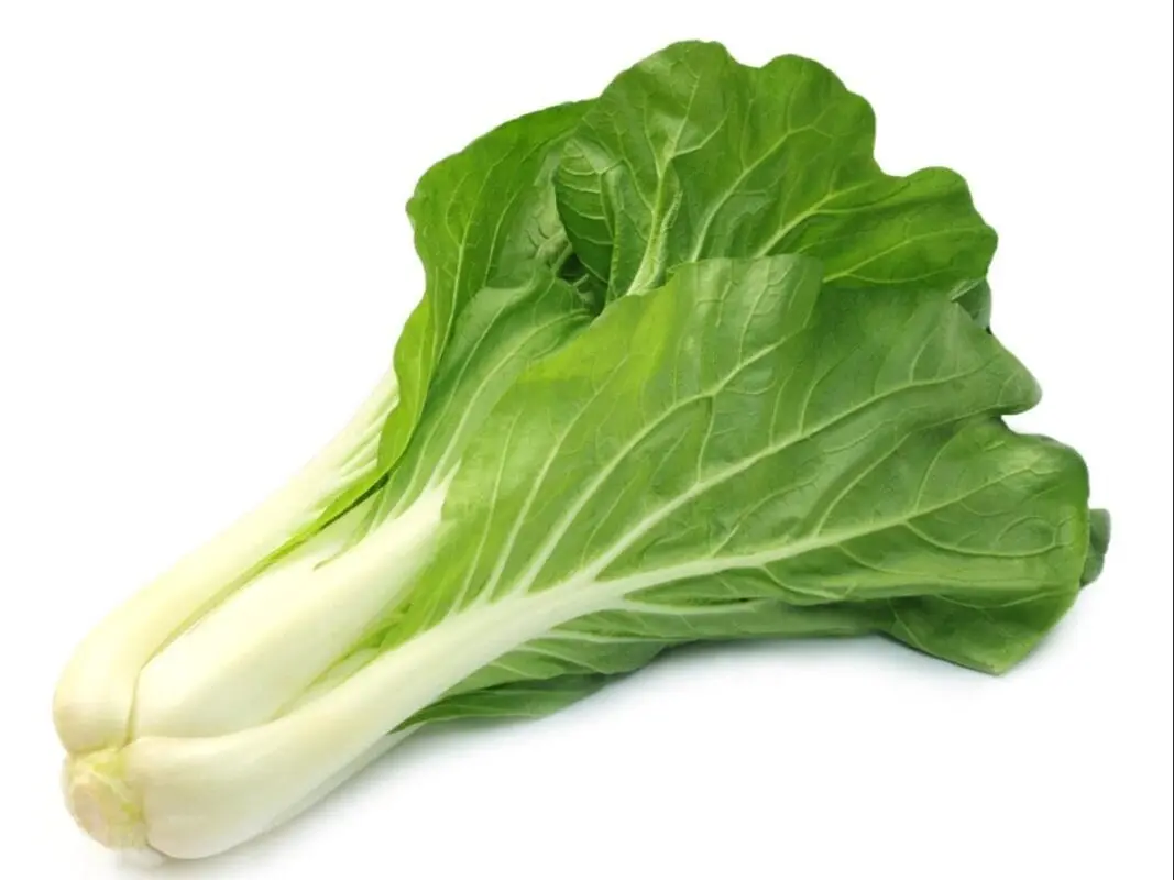Chinese Cabbage