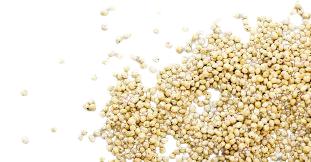 Sorghum
