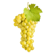 Semillon