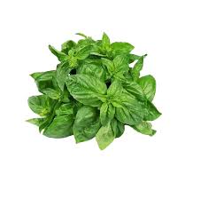 Basil